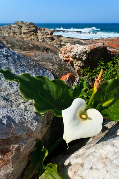 White flower at the coastline — Stock Photo, Image