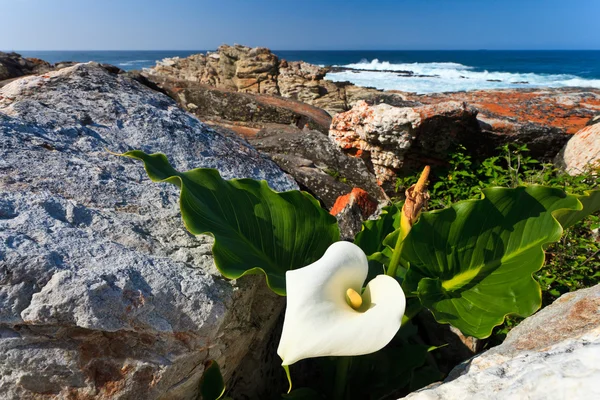 Λευκό λουλούδι στη παραλιακή ζώνη — Φωτογραφία Αρχείου