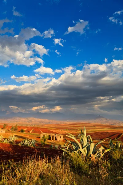 Údolí s kaktusy vpředu osvětlena Sluncem — Stock fotografie