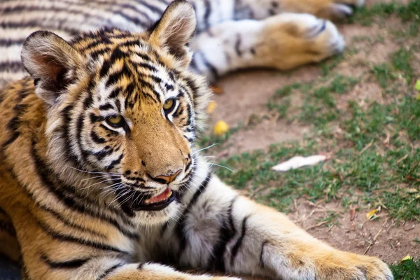 見られるアジアの虎クローズ アップ — ストック写真