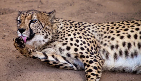 Cheeta ζώο γλείφει το πόδι — Φωτογραφία Αρχείου