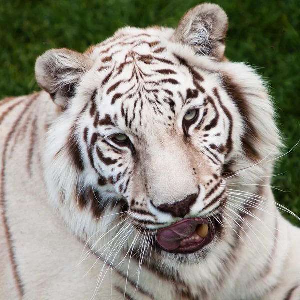 Asiatisk hvid tiger set i nærbillede - Stock-foto
