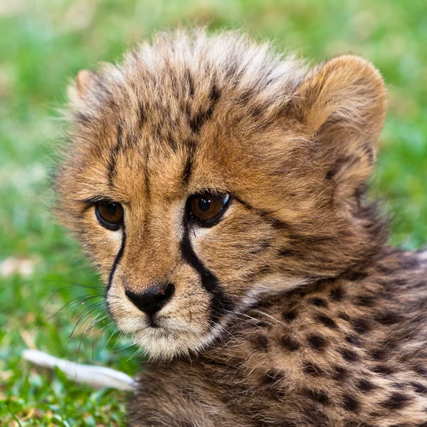 Young leopard baby — Stock Photo, Image