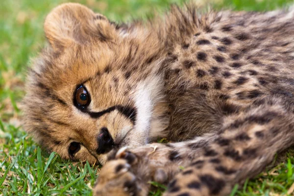 Genç leopar bebek — Stok fotoğraf