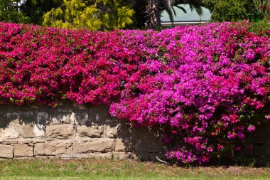 bougainvillea çiçek ile kaplı tuğla duvar