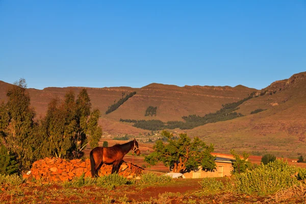 Paard in prachtige ochtend licht — Stockfoto