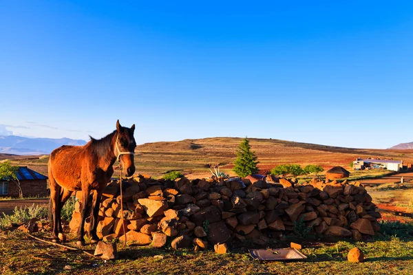 Cavallo con stalla in bella luce del mattino — Foto Stock
