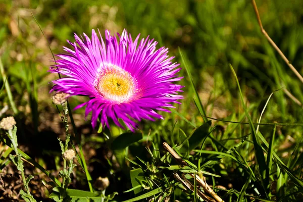 Purple flower in close up — Stock Photo, Image