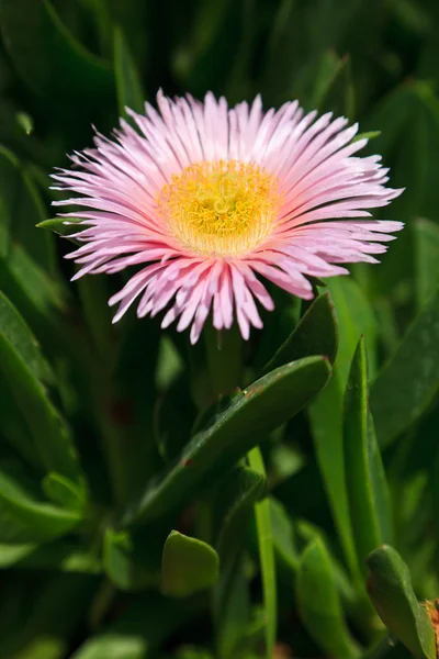 Lila blomma i närbild — Stockfoto