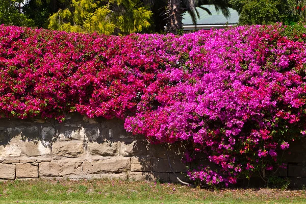 stock image Brick wall covered with a bougainvillea flower