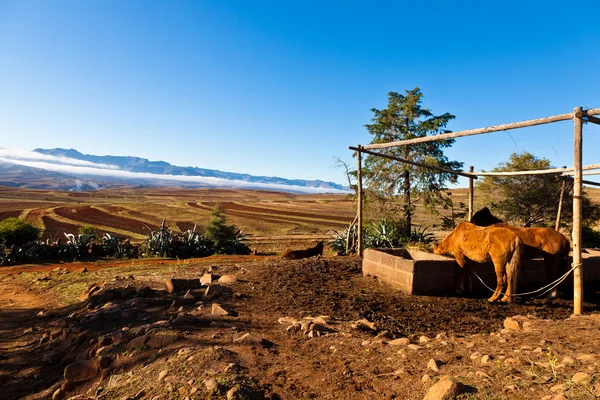 Cavalli acqua potabile in un paesaggio montano — Foto Stock