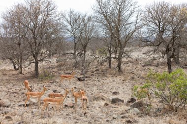 Grants gazelles in the bushes clipart