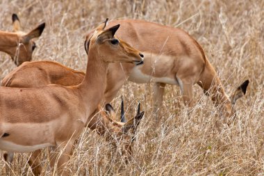 Grants gazelles standing in long grass clipart