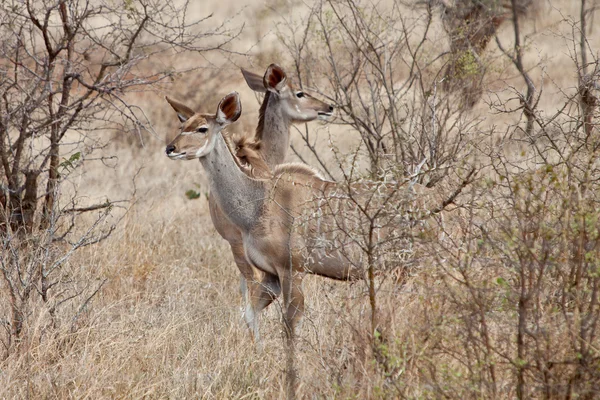 Kudu animal couple standing between the bushes — Stock Photo, Image