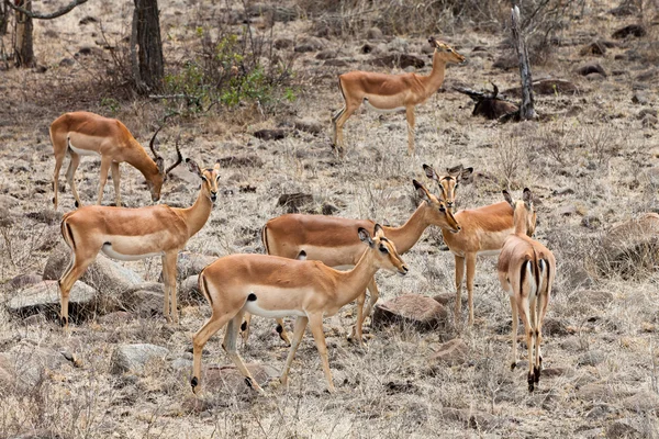 Accorde des gazelles en gros plan — Photo