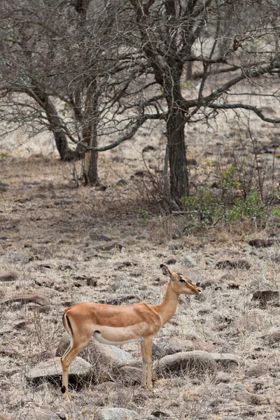Otorga gacela de pie en un paisaje seco —  Fotos de Stock