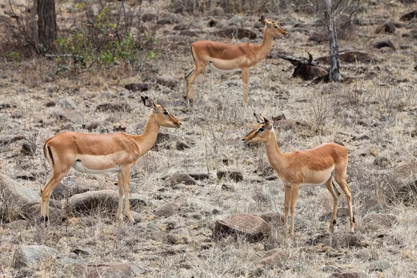 Three Grants gazelles in the bushes — Stock Photo, Image