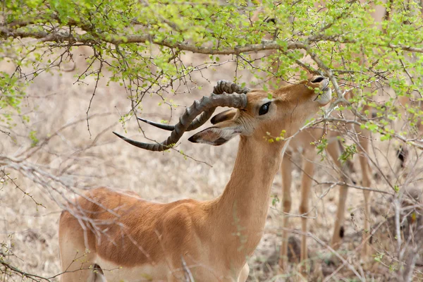 Accorde gazelle manger des feuilles — Photo