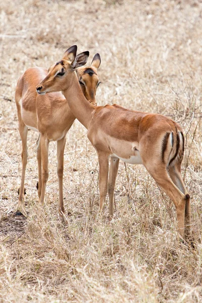 Two Grants gazelles — Stock Photo, Image