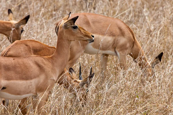 Grants gazelles standing in long grass — Stock Photo, Image