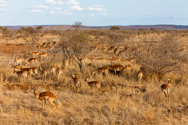 Grants gazelles in the bushes — Stock Photo, Image