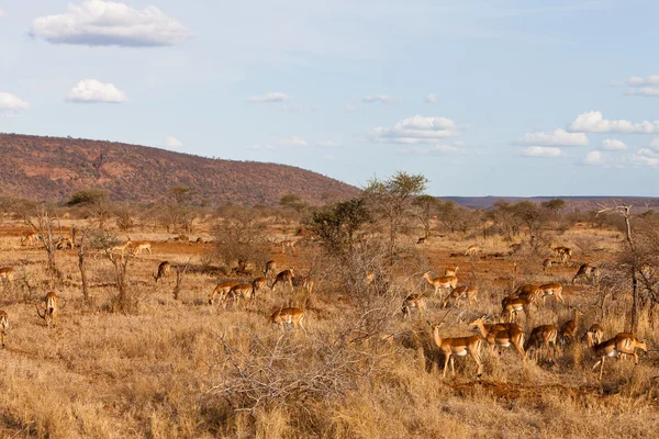 Grants gazelles in the bushes — Stock Photo, Image