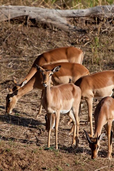 Grants gazelles in Africa — Stock Photo, Image