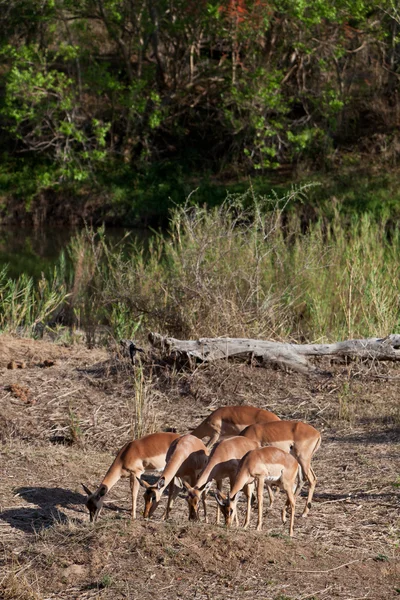 Grants gazelles feeding in the bushes — Stock Photo, Image