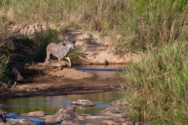 A folyómeder közelében kudu állat — Stock Fotó