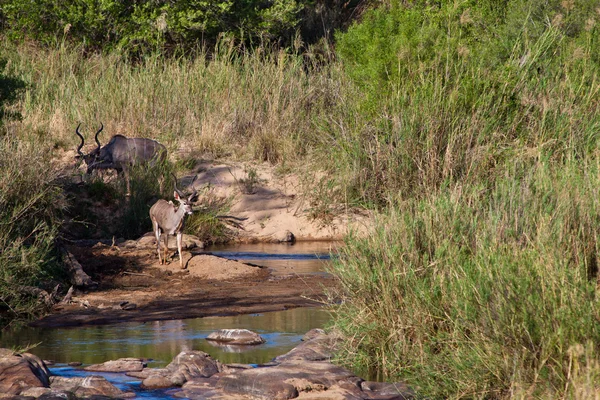 Kudu animals near a river bed — Stock Photo, Image