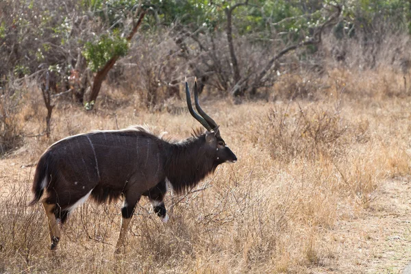 Nyala antelope walking in the bushes — Stock Photo, Image