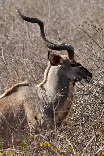 Nyala antelope standing in the bushes — Stock Photo, Image