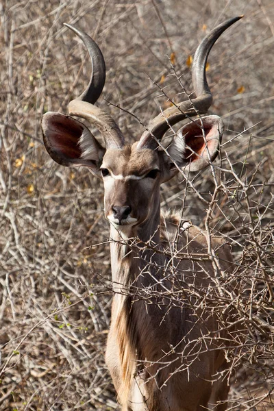 Ньяла антилопа в кустах — стоковое фото