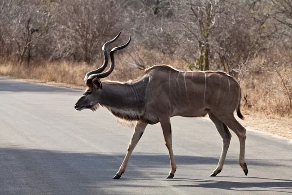 Nyala антилопи ходьба в кущі — стокове фото