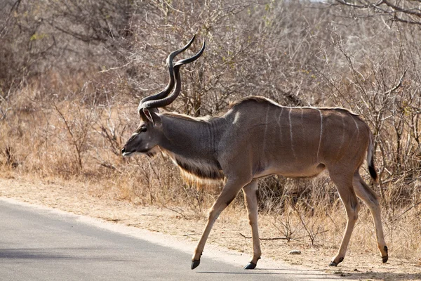 Antilope Nyala marchant dans les buissons — Photo