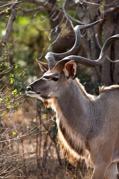 Nyala antilope dans les buissons — Photo