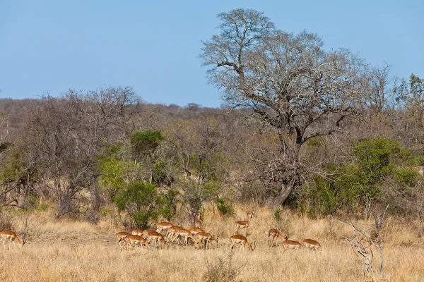 Grants gazelles in National park kruger — Stock Photo, Image