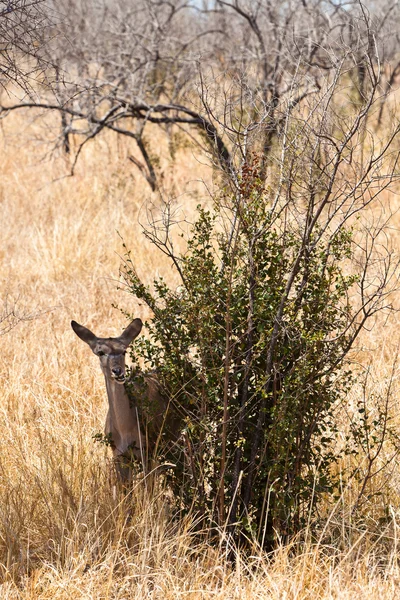 Gewährt Gazelle, die in der Nähe eines Busches steht — Stockfoto