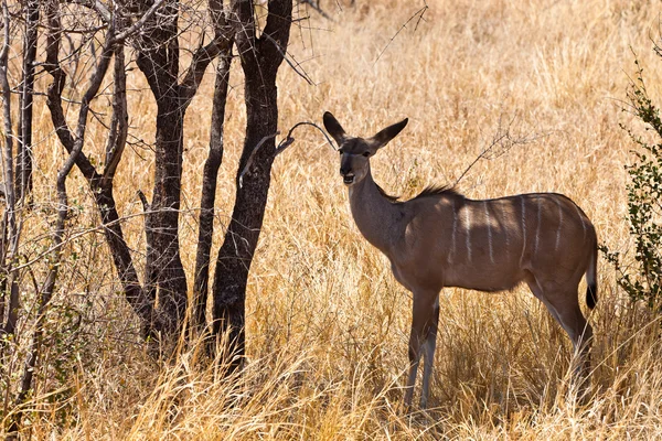 Gewährt Gazelle im langen Gras stehen — Stockfoto