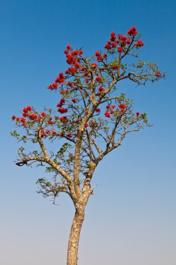 Kırmızı çiçekli bahar zaman Afrika ağacı