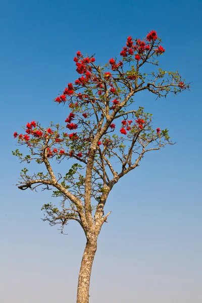 African tree in spring time with red flowers