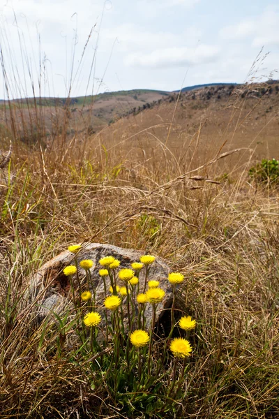 Yellow flowers in the mountains — Stock Photo, Image