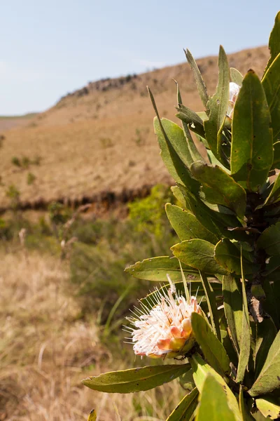 Protea, národní květina z Jižní Afriky — Stock fotografie