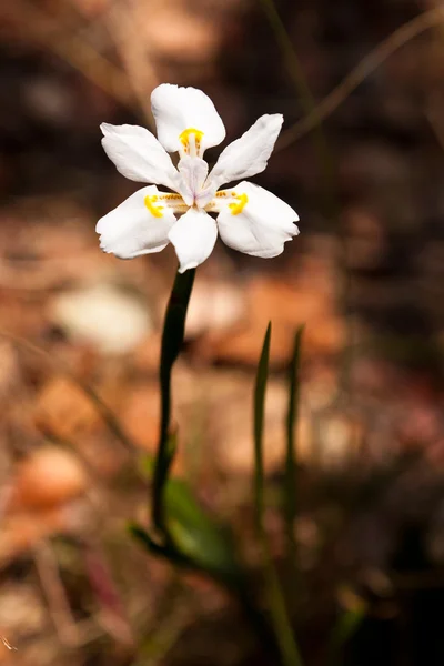 Bílá lily květina v zblízka — Stock fotografie