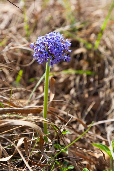 Fialový květ v přírodě mezi trávy — Stock fotografie