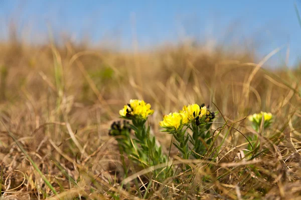 Små gula blommor växer mellan gräset — Stockfoto