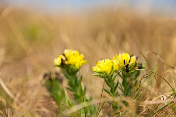 Small yellow flowers growing between the grass — Stock Photo, Image