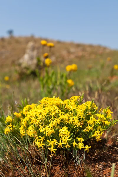Yellow wild flowers in the mountains — Stock Photo, Image