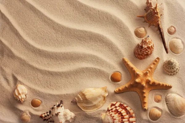 Deniz kabukları, kum — Stok fotoğraf