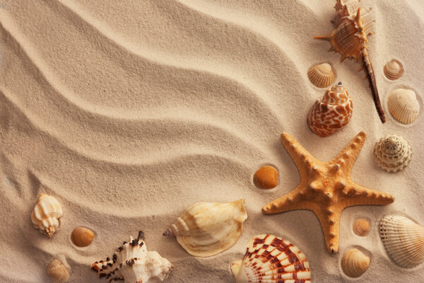 Sea shells with sand